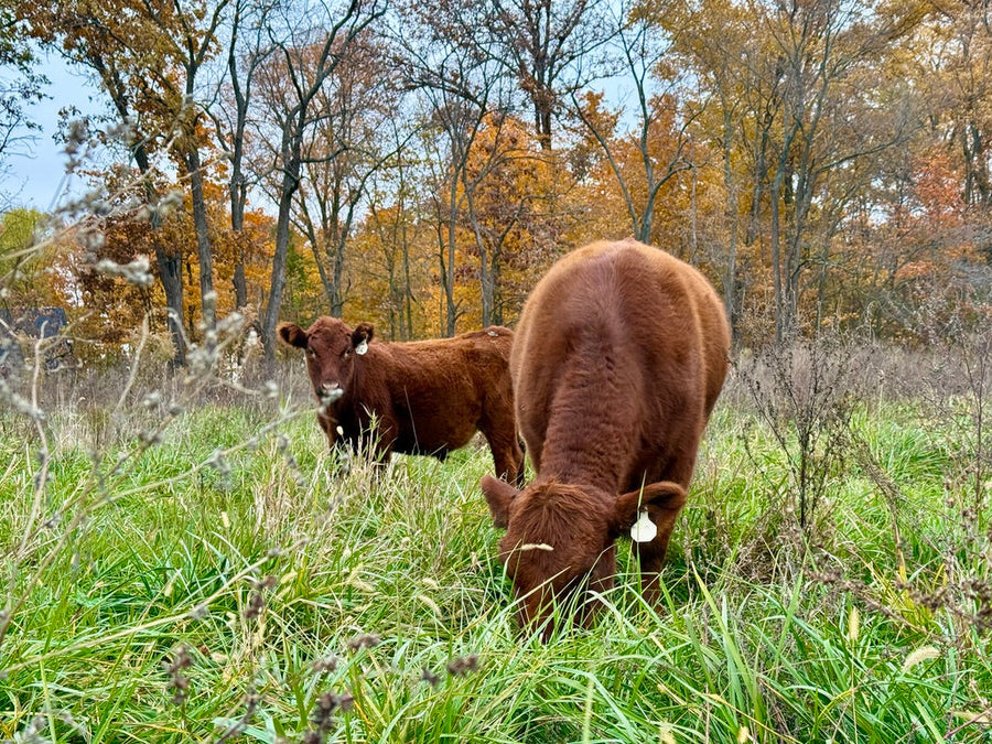 Cattle grazing on fall pasture at Tyner Pond Farm