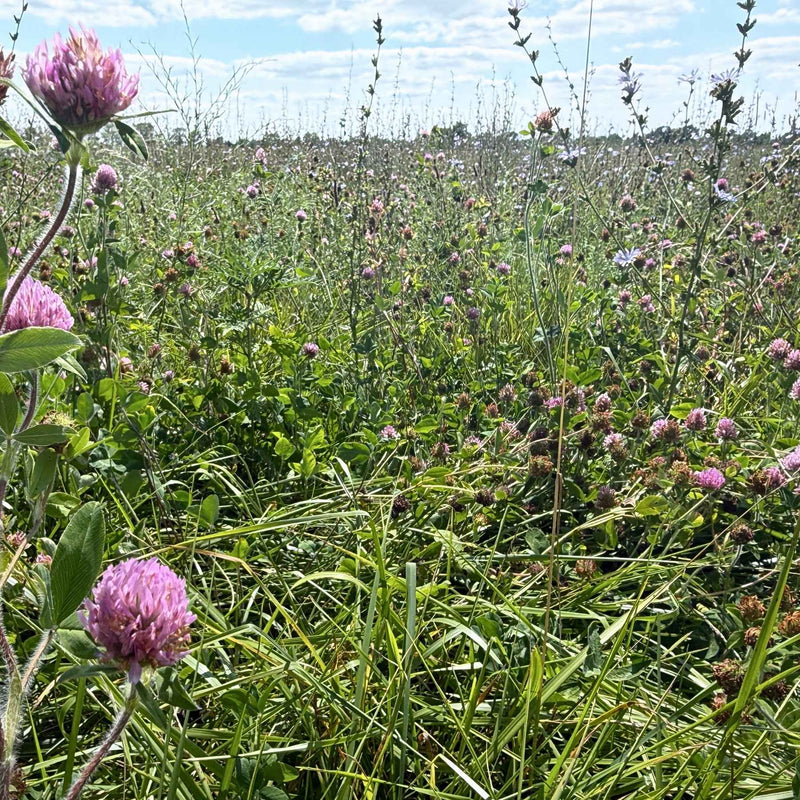 Flowering red clover growing through mixed grasses and forage in a Tyner Pond Farm pasture in east-central Indiana.