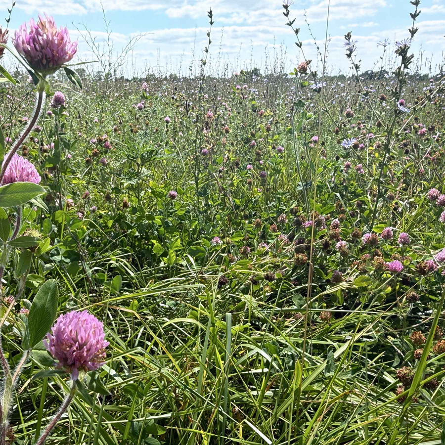 Flowering red clover growing through mixed grasses and forage in a Tyner Pond Farm pasture in east-central Indiana.