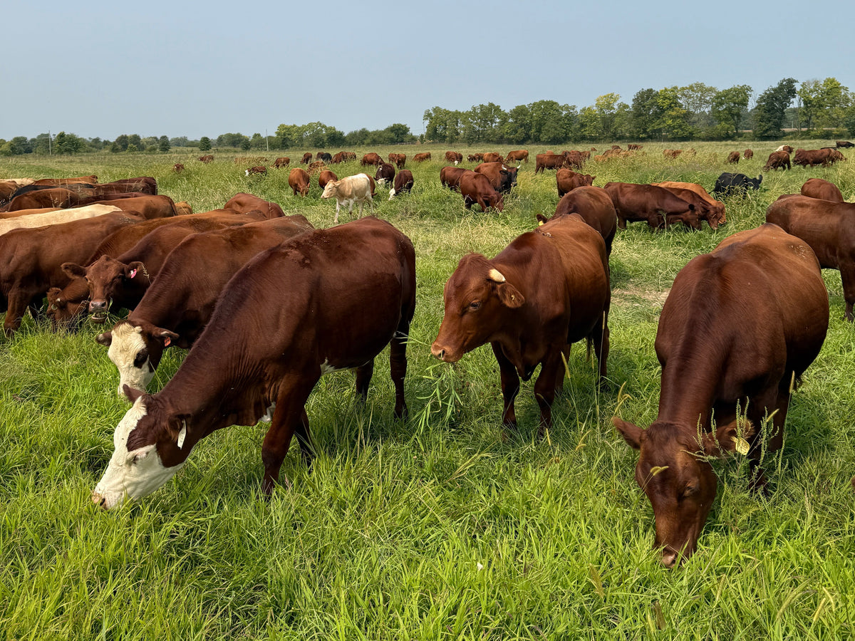 Indiana Grassfed Beef Grazing In Hancock County