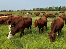 Grass-Fed Beef