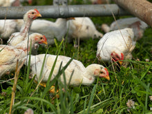 Pasture-Raised Chicken