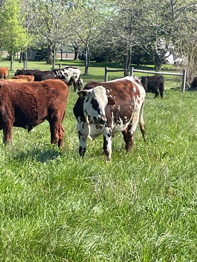 Grassfed cattle at Tyner Pond Farm in spring