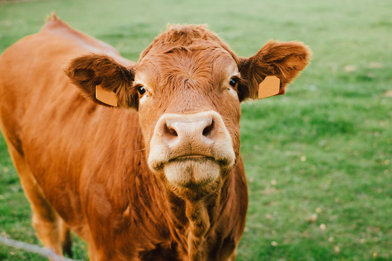 Calf Purchase Fund: Tyner Pond Farm's Mission
