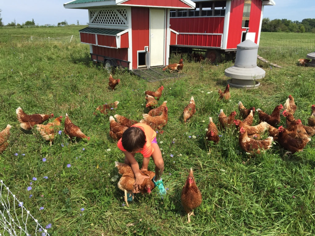 Pasture-raised chickens and grassfed cattle at Tyner Pond Farm — Family Protein Box