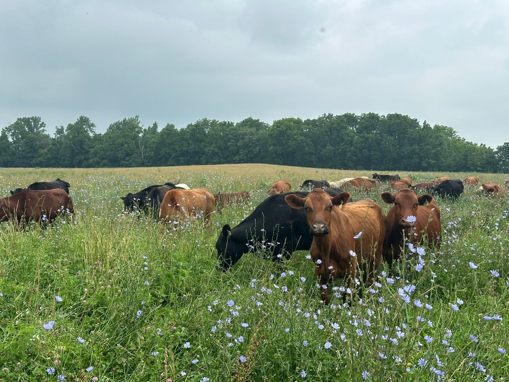 Grassfed cattle grazing chicory at Tyner Pond Farm