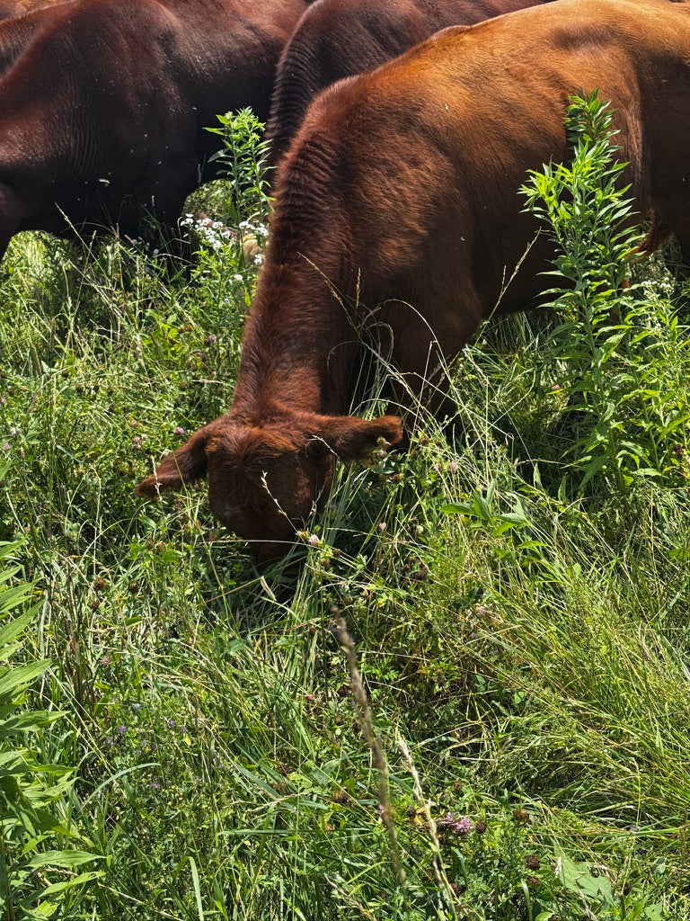 Tyner Pond Farm cattle — 100% grassfed and grass-finished