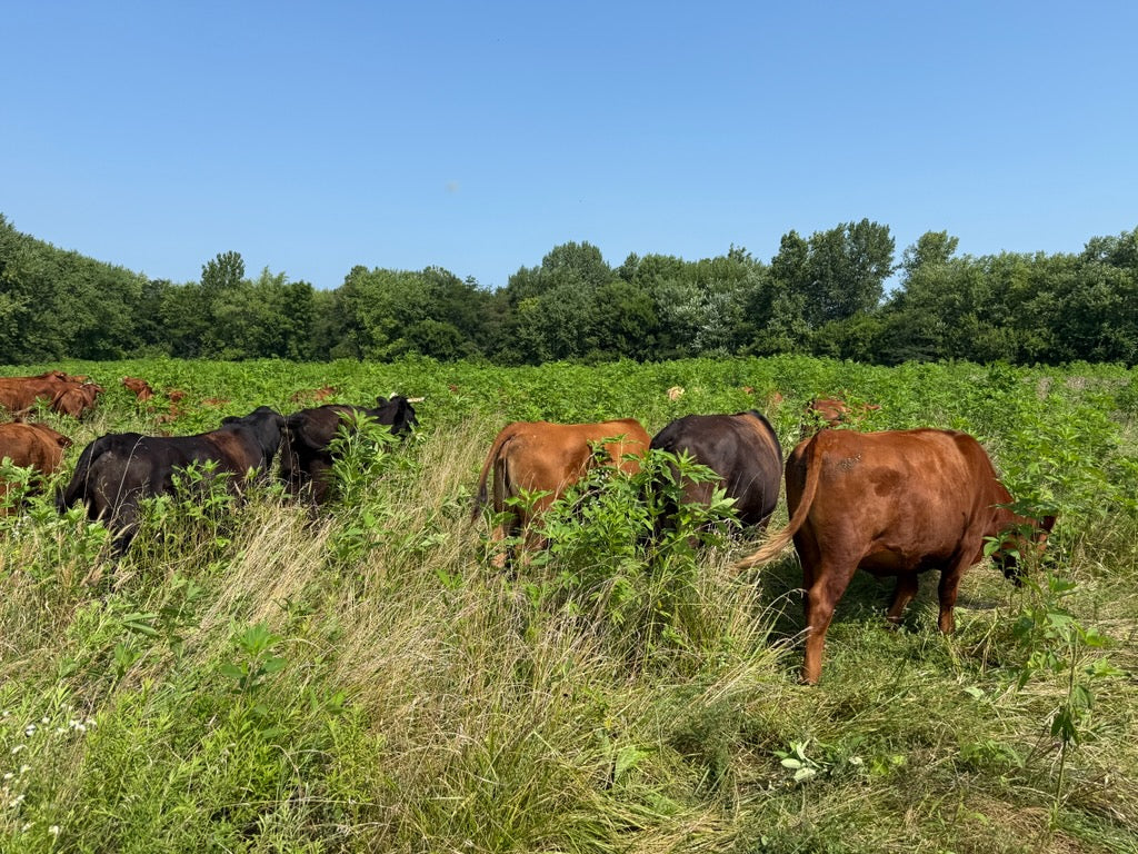 July Grazing