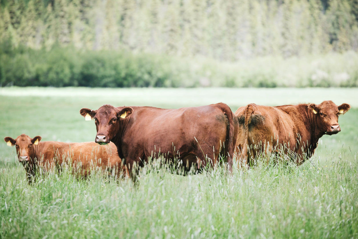 Ground Beef | 100% Grassfed | 1 lb